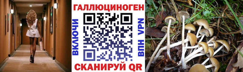 Псилоцибиновые грибы мицелий  Купить  Навашино 